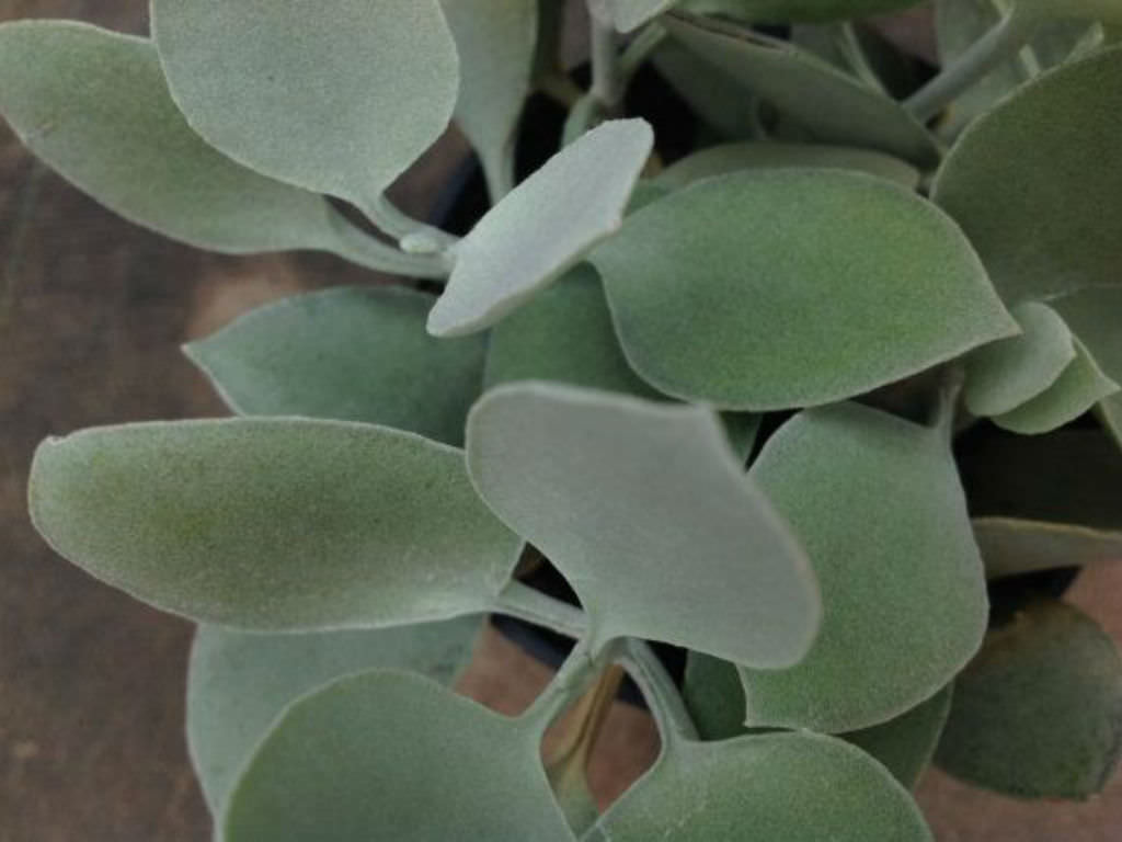 Kalanchoe hildebrandtii - Silver Teaspoons | World of Succulents