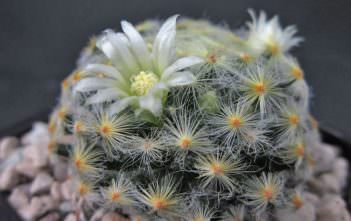 Mammillaria schiedeana Mammillaria schiedeana