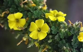 Oxalis gigantea Oxalis gigantea