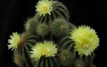 Parodia schumanniana Parodia schumanniana