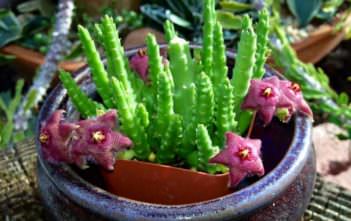 Stapelia scitula – Small Starfish Flower Stapelia scitula - Small Starfish Flower