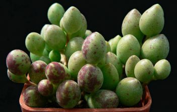 Adromischus filicaulis subsp. marlothii Adromischus filicaulis subsp. marlothii
