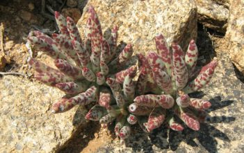 Adromischus filicaulis Adromischus filicaulis