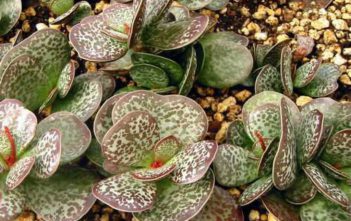 Adromischus maculatus – Calico Hearts Adromischus maculatus - Calico Hearts