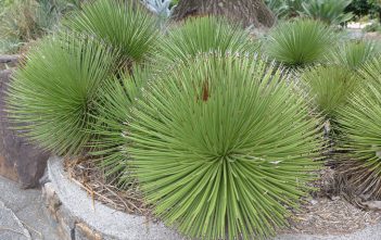 Agave stricta – Hedgehog Agave Agave stricta - Hedgehog Agave