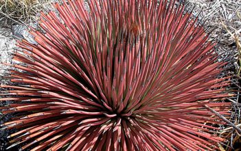 Agave stricta f. rubra – Red Hedgehog Agave Agave stricta f. rubra - Red Hedgehog Agave