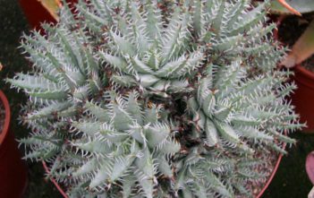 Aloe erinacea Aloe erinacea - Goree