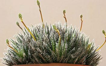 Aloe haworthioides – Haworthia-leaved Aloe Aloe haworthioides - Haworthia-leaved Aloe