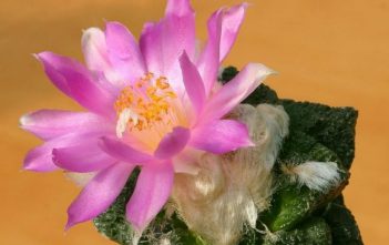 Ariocarpus fissuratus ‘Godzilla’ Ariocarpus fissuratus 'Godzilla'