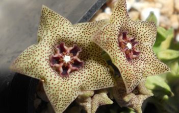 Caralluma hexagona Caralluma hexagona