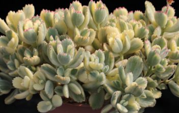 Cotyledon tomentosa ‘Variegata’ – Variegated Bear’s Paws Cotyledon tomentosa 'Variegata' - Variegated Bear's Paws