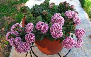 Crassula ‘Springtime’ Crassula 'Springtime'