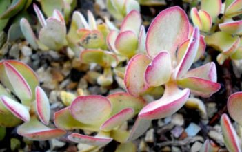 Crassula atropurpurea – Purple Crassula Crassula atropurpurea - Purple Crassula