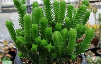 Crassula ericoides – Large Whipcord Crassula ericoides - Large Whipcord