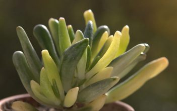 Crassula ovata ‘Gollum’ f. variegata – Variegated Gollum Jade Crassula ovata 'Gollum' f. variegata - Variegated Gollum Jade