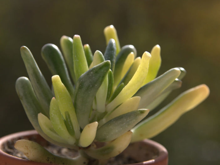 Crassula ovata 'Gollum' f. variegata - Variegated Gollum Jade