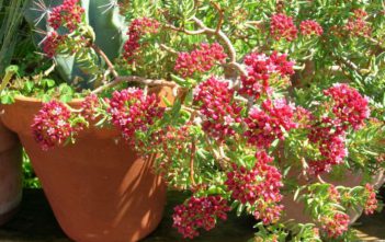 Crassula sarcocaulis – Bonsai Crassula Crassula sarcocaulis - Bonsai Crassula