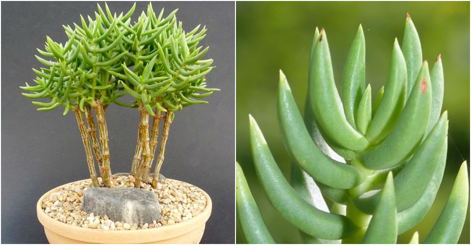 Crassula tetragona - Miniature Pine Tree | World of Succulents