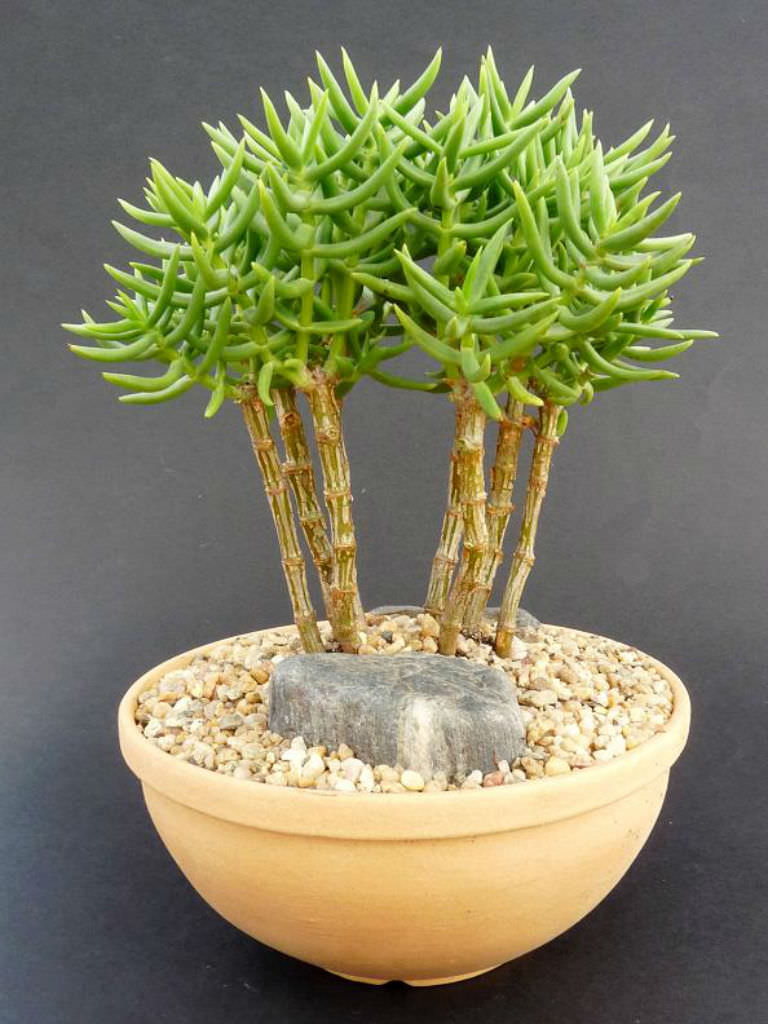Crassula tetragona Miniature Pine Tree World of Succulents