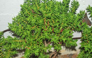 Crassula tetragona – Miniature Pine Tree Crassula tetragona - Miniature Pine Tree