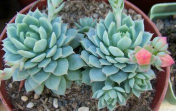 Echeveria ‘Captain Hay’ Echeveria 'Captain Hay'