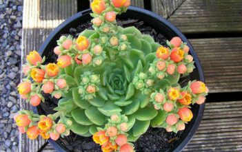 Echeveria ‘Dondo’ Echeveria 'Dondo'