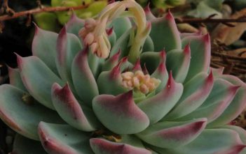 Echeveria colorata Echeveria colorata