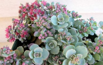 Hylotelephium cauticola (Sedum cauticola) – Cliff Stonecrop Hylotelephium cauticola (Sedum cauticola) - Cliff Stonecrop