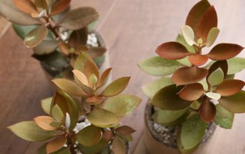 Kalanchoe orgyalis – Copper Spoons Kalanchoe orgyalis - Copper Spoons