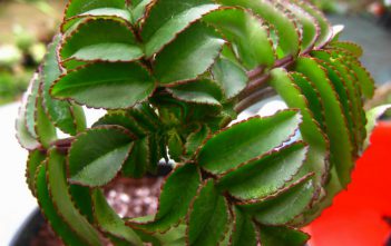Kalanchoe prolifera – Blooming Boxes Kalanchoe prolifera - Blooming Boxes