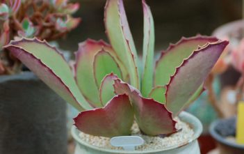 Kalanchoe synsepala – Walking Kalanchoe Kalanchoe synsepala - Walking Kalanchoe