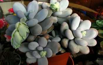 Pachyphytum oviferum – Moonstones Pachyphytum oviferum - Moonstones