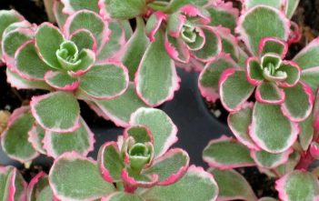 Phedimus spurius (Sedum spurium) ‘Tricolor’ Phedimus spurius (Sedum spurium) 'Tricolor'