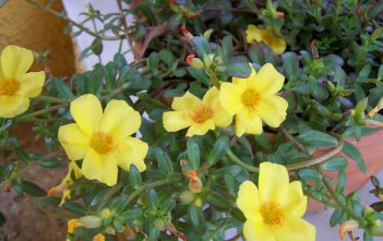 Portulaca umbraticola – Wingpod Purslane Portulaca umbraticola - Wingpod Purslane