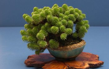 Sedum multiceps – Miniature Joshua Tree Sedum multiceps - Miniature Joshua Tree