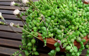 Senecio herreianus – String of Beads Senecio herreianus - String of Beads