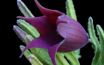 Stapelia leendertziae – Black Bells Stapelia leendertziae - Black Bells