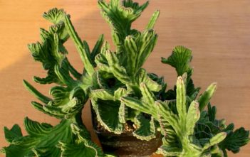 Stapelia leendertziae f. cristata – Crested Black Bells Stapelia leendertziae f. cristata - Crested Black Bells