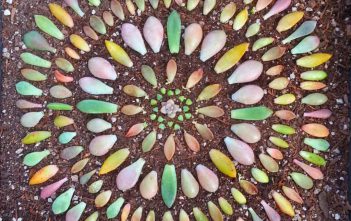How to Grow Succulents from Leaf Cuttings Succulent Leaf Cuttings
