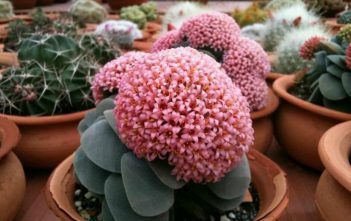 How to Get Succulent Plants to Bloom Succulent Plants in Bloom
