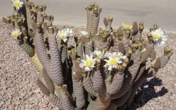 Tephrocactus articulatus var. diadematus – Spruce Cone Cholla Tephrocactus articulatus var. diadematus - Spruce Cone Cholla