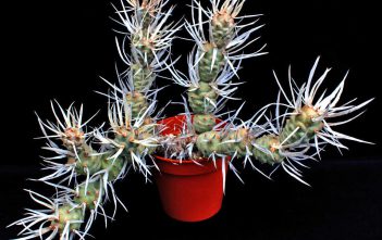 Tephrocactus articulatus var. papyracanthus – Paper Spine Cactus Tephrocactus articulatus var. papyracanthus - Paper Spine Cactus