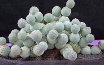 Tephrocactus geometricus Tephrocactus geometricus
