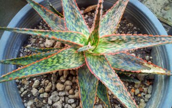 Aloe ‘Peppermint’ Aloe 'Peppermint'