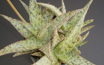 Aloe ‘Pink Blush’ – Pink Blush Aloe Aloe 'Pink Blush' - Pink Blush Aloe