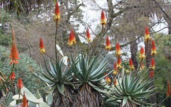 Aloe africana – African Aloe Aloe africana - African Aloe