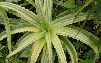 Aloe arborescens ‘Variegata’ – Variegated Candelabra Aloe Aloe arborescens 'Variegata' - Variegated Candelabra Aloe