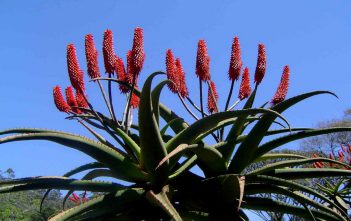 Aloe excelsa – Zimbabwe Aloe Aloe excelsa - Zimbabwe Aloe