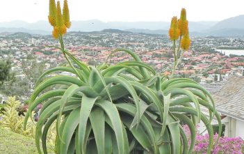 Aloe thraskii – Dune Aloe Aloe thraskii - Dune Aloe