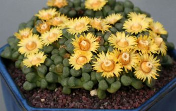 Aloinopsis schooneesii – Living Stone Aloinopsis schooneesii - Living Stone
